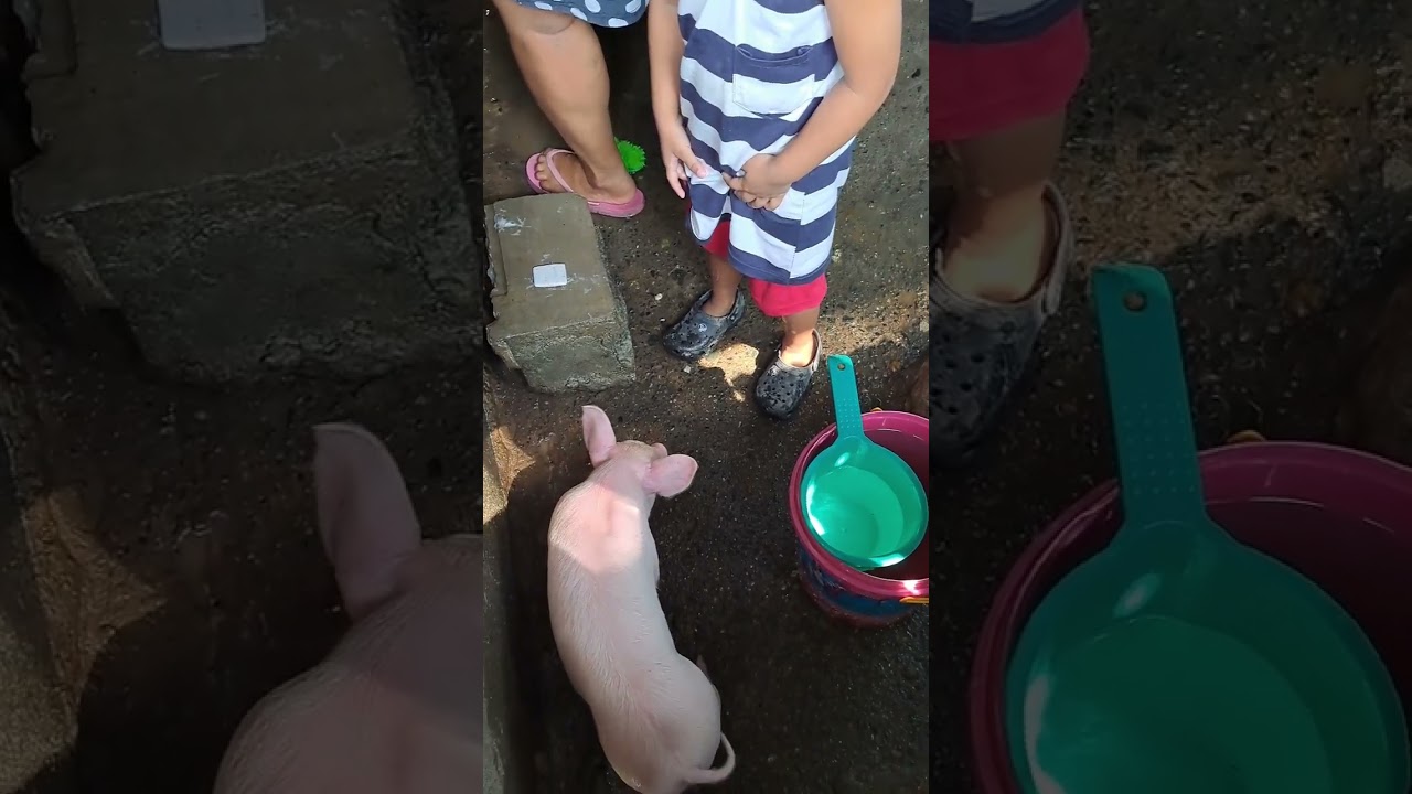 naligo na ang mga alagang biik namen #pig #piggy #pigs