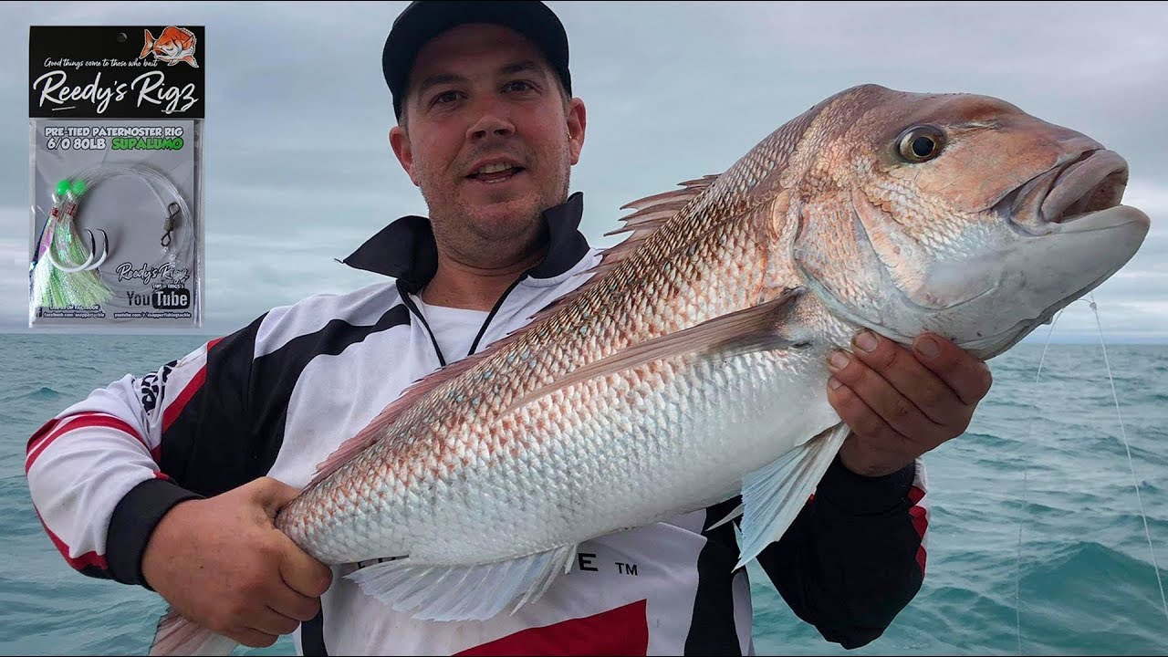 South Australian Adelaide  20lb Snapper Caught On Reedy's Rigz Ultra Rigz