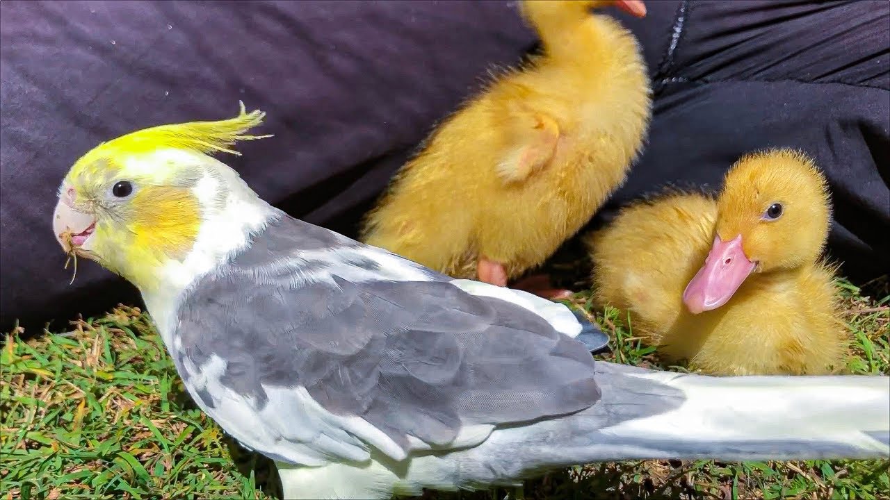 Cockatiel Meets Ducklings