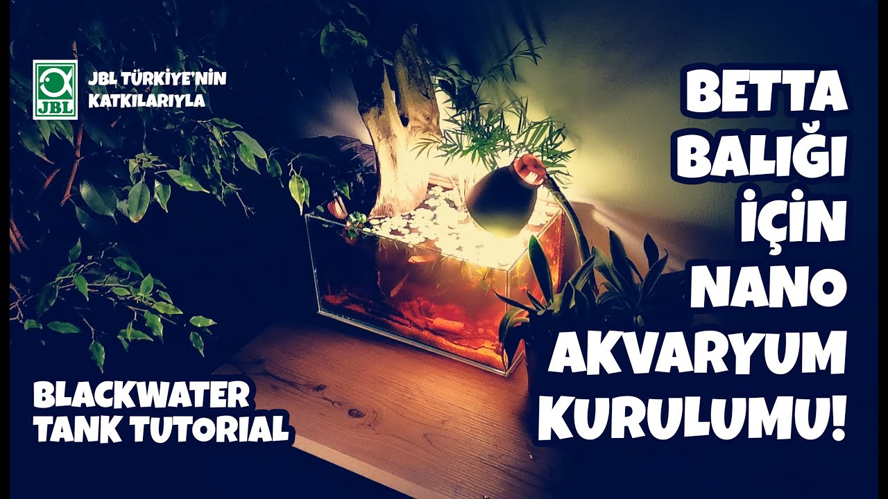 Blackwater Nano Akvaryum Kurulumu | Betta House Tutorial