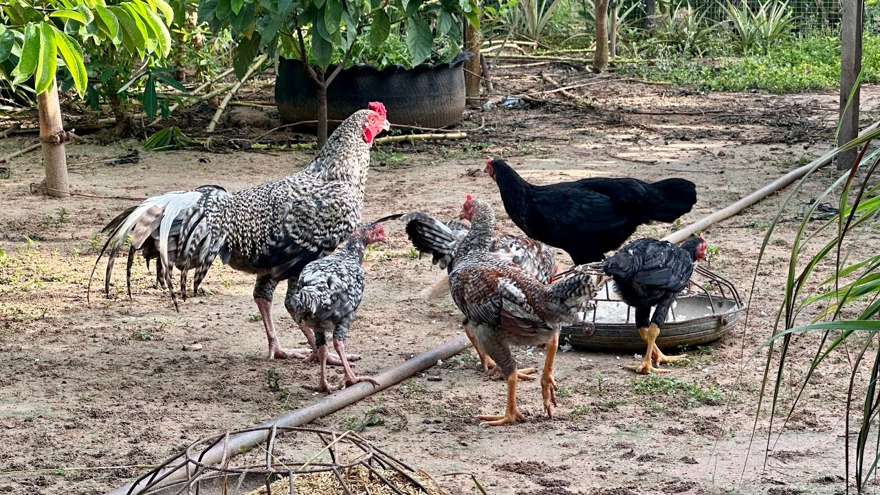 Morning Feeding Time for Chickens | Life on a Cambodian Farm