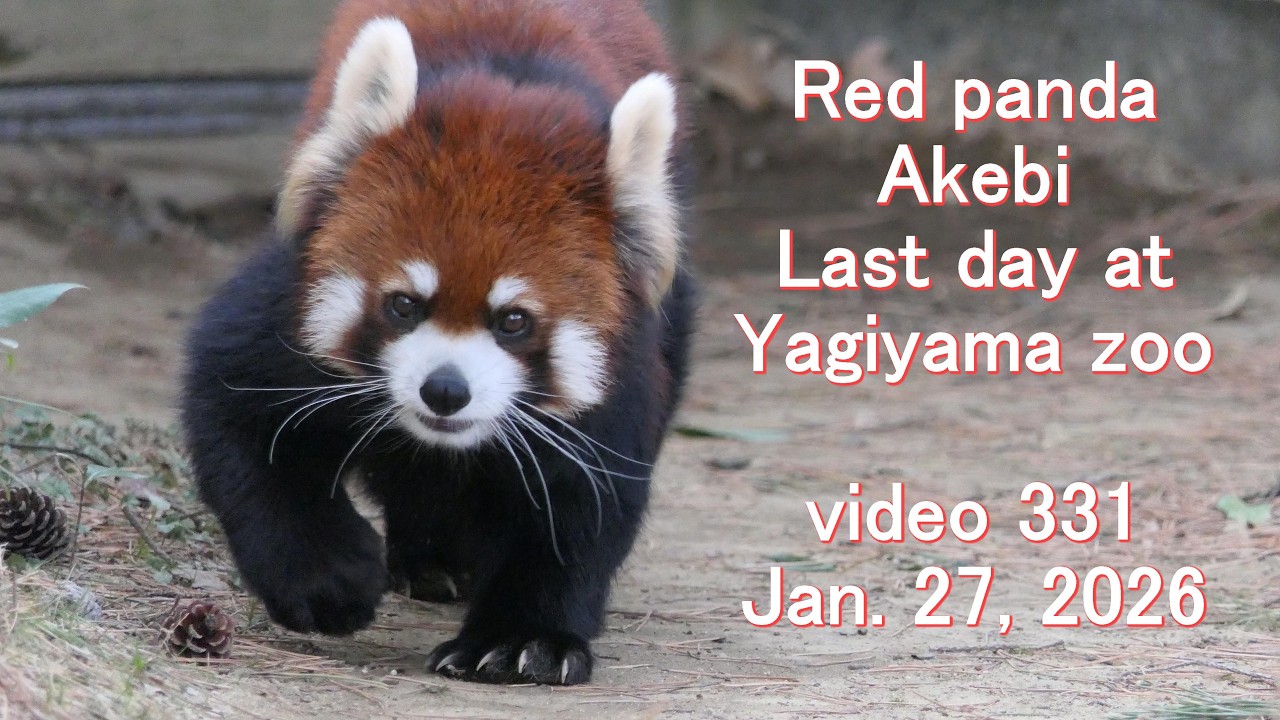 八木山レッサーリポート331 レッサーパンダ Red panda at Yagiyama zoo video_331 八木山動物公園