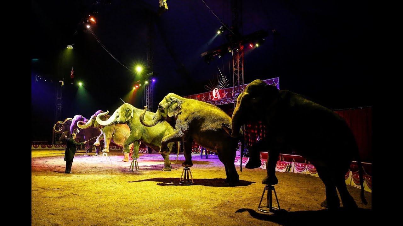 L'ultima volta di Flavio Togni con gli elefanti (Circo Americano, 2019)