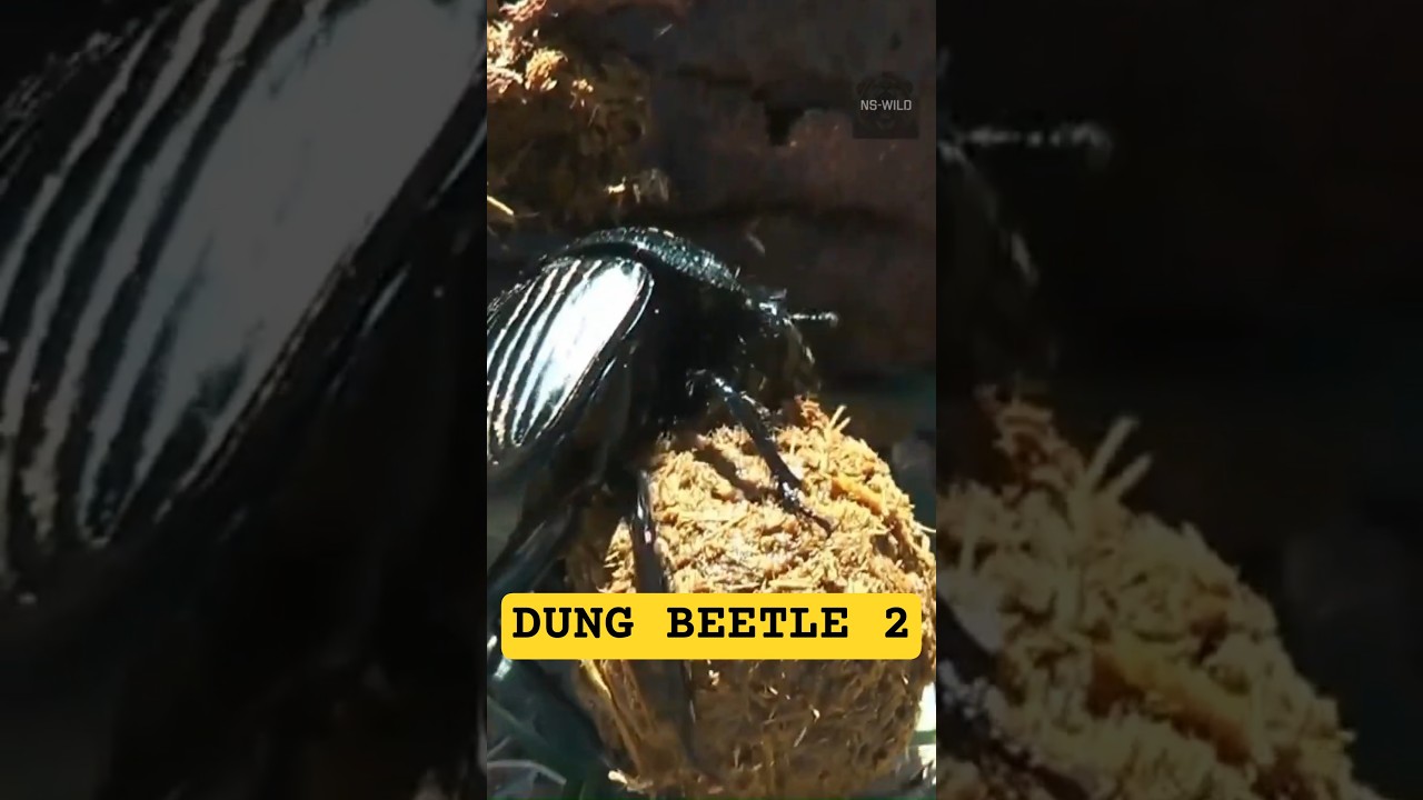 FACTS YOU DIDN'T KNOW ABOUT THE DUNG BEETLE. 