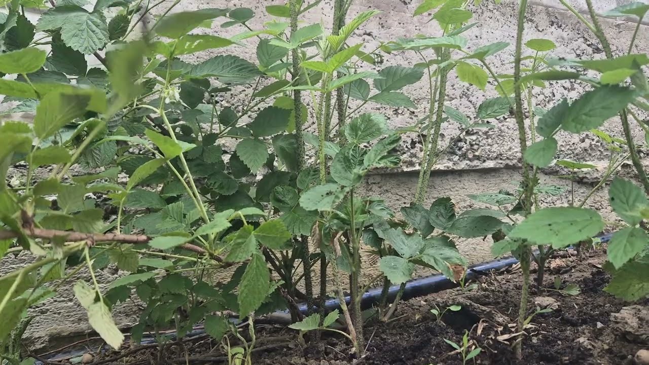 Натуральные удобрения для малины