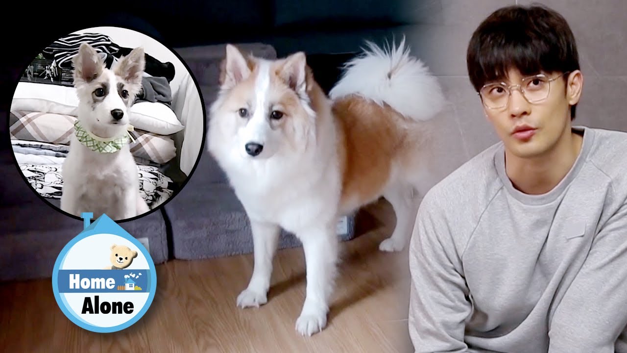SungHoon Used to Carry Yanghee with One Hand.. Is It Really the Same Dog? [Home Alone Ep 332]