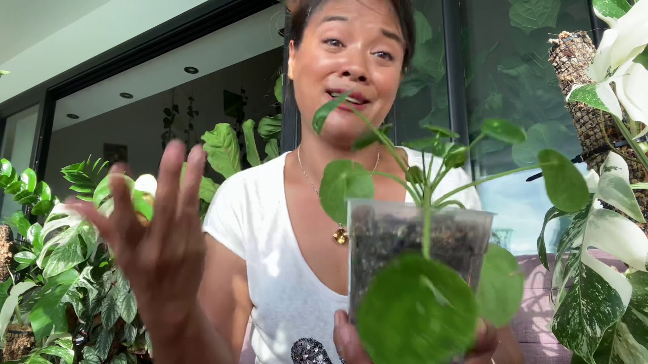 Mes dix plantes préférées facile à trouver ( jardinerie , site en ligne )
