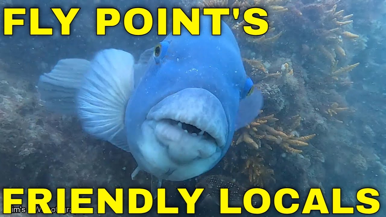 FLY POINTS FRIENDLY LOCALS SCUBA DIVING