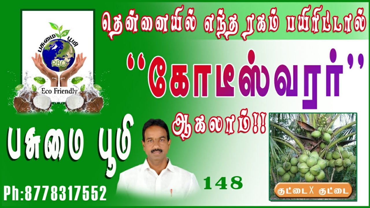 தென்னையில் எந்த ரகம் பயிரிட்டால் கோடீஸ்வரர் ஆகலாம்!!148