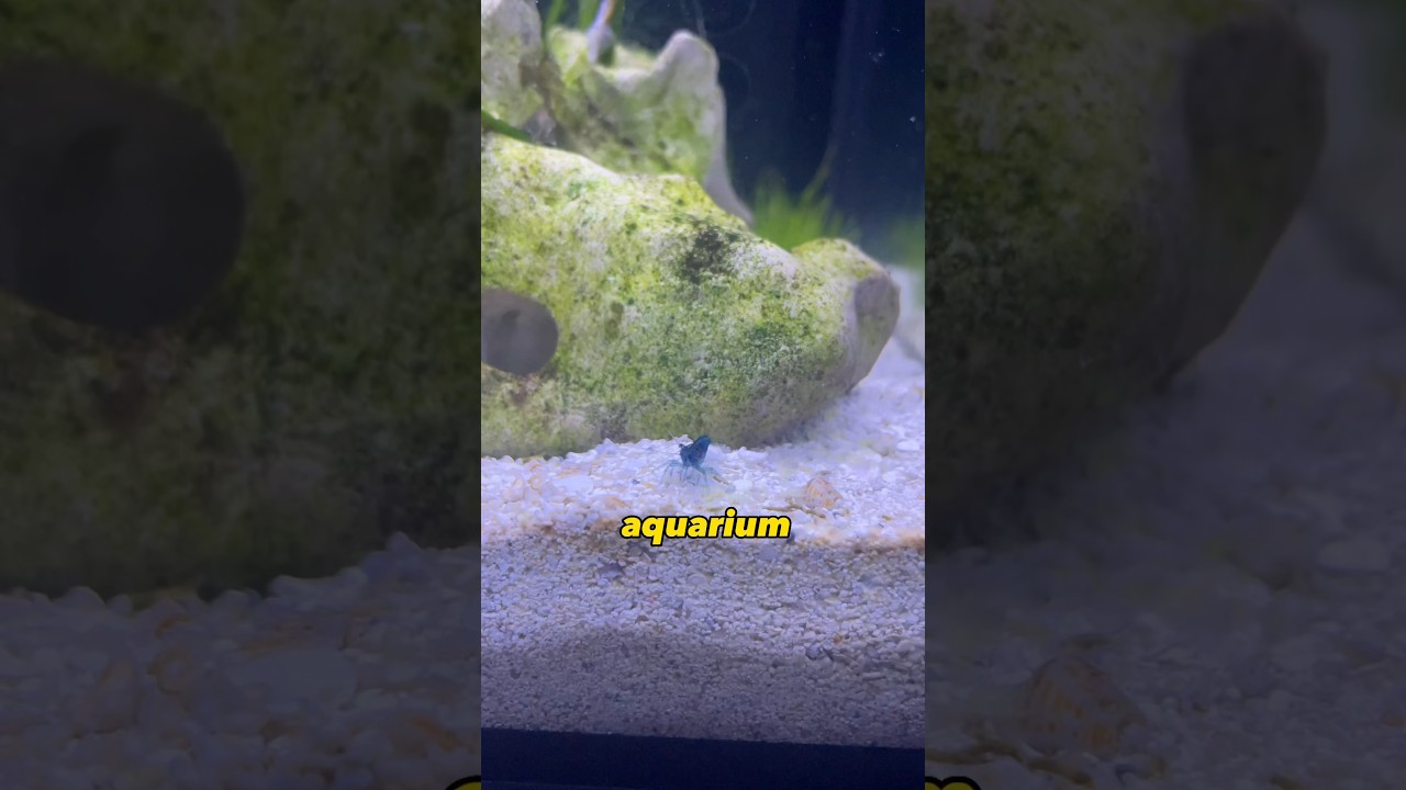 What Happens When You Don&rsquo;t Clean Your Shrimp Tank #aquarium #fishtank
