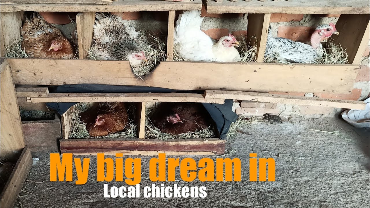 My big dream in Local chickens; The trick I use to increase the number of local chickens..