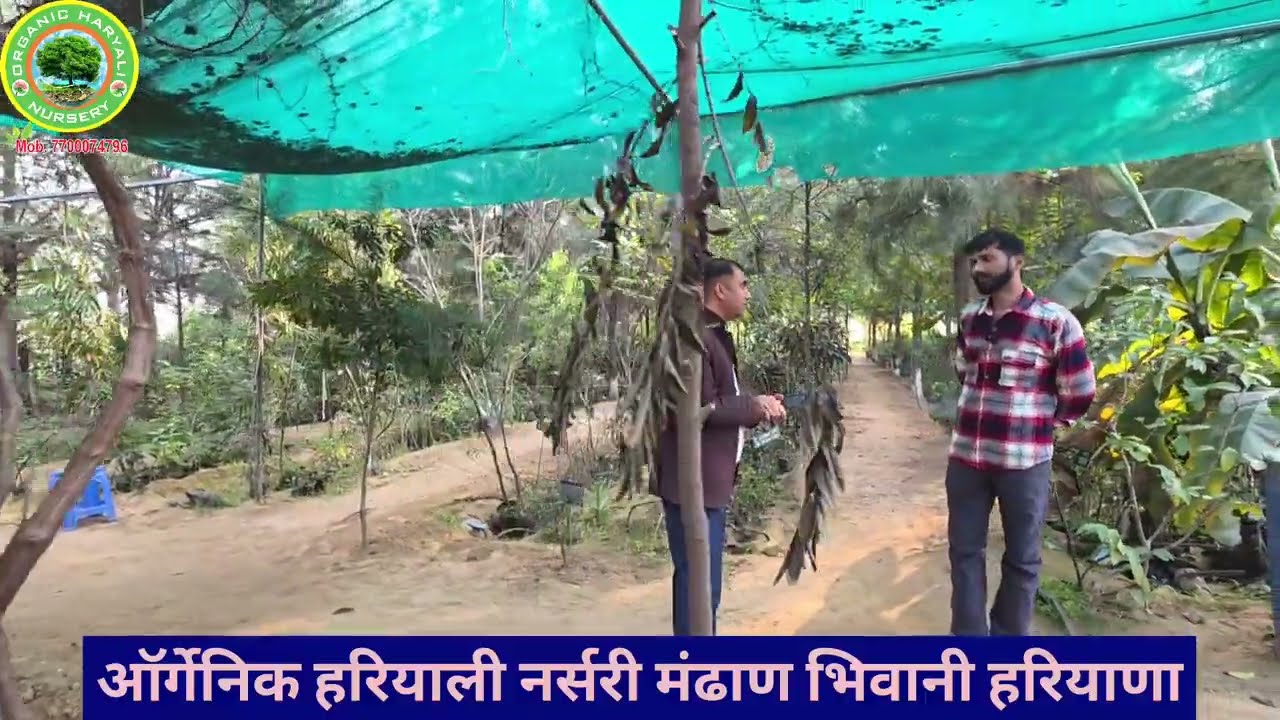 टिहरी उत्तराखंड में चंदन की खेती white sandalwood farming Tehri Uttarakhand organic Hariyali nursery