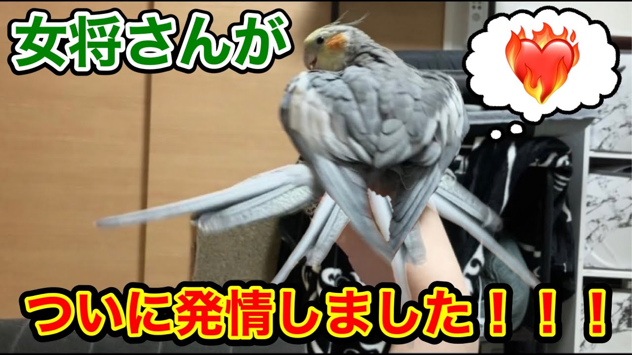 女将(オカメインコ)がついに発情期を迎えました