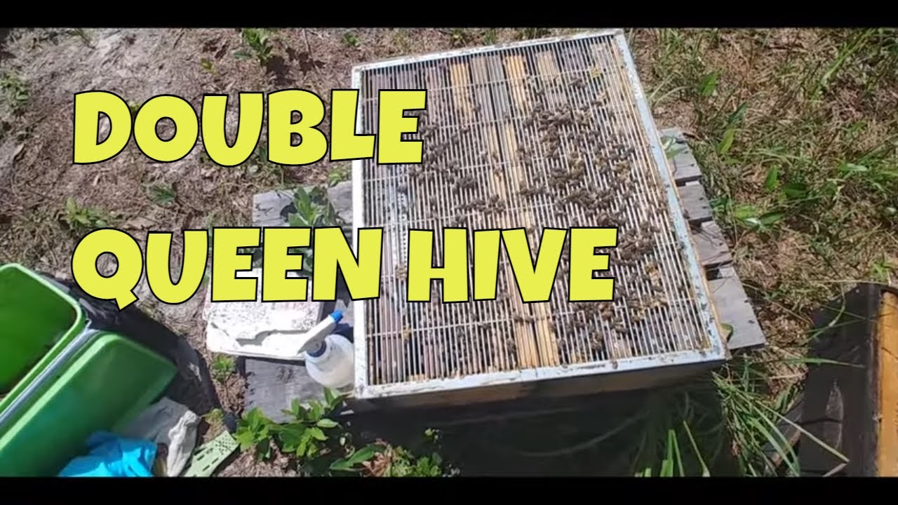 ☯️ DOUBLE QUEEN HIVE _Beekeeping