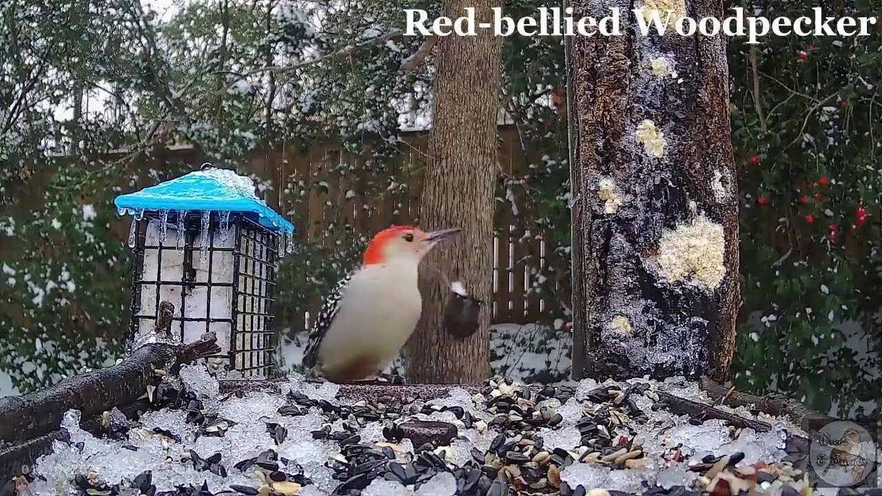 A throwback video to commemorate last year's snow day in Kennesaw, GA: January 10, 2025