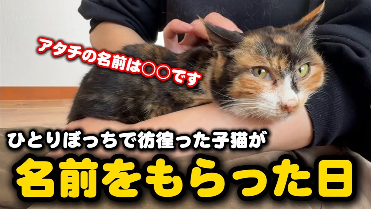ひとりぼっち彷徨った子猫の名前が決まりました