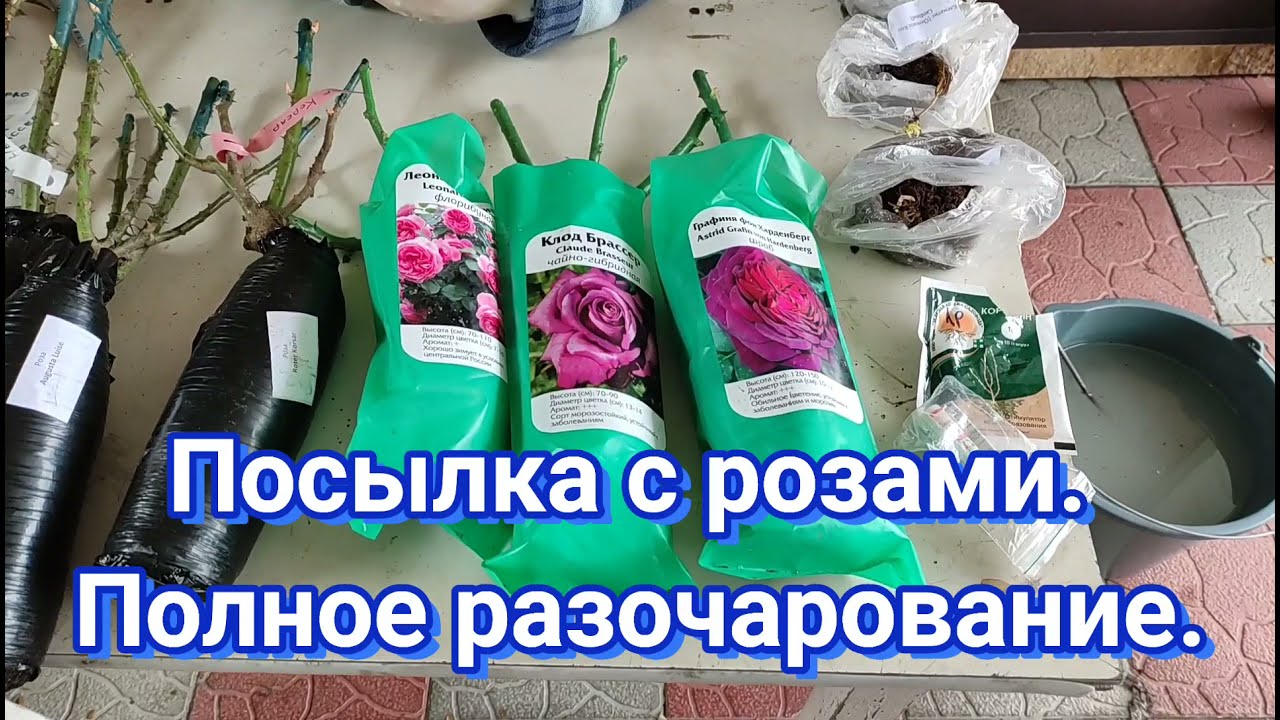 Распаковка посылки с розами. Разочарование.😪😪😪