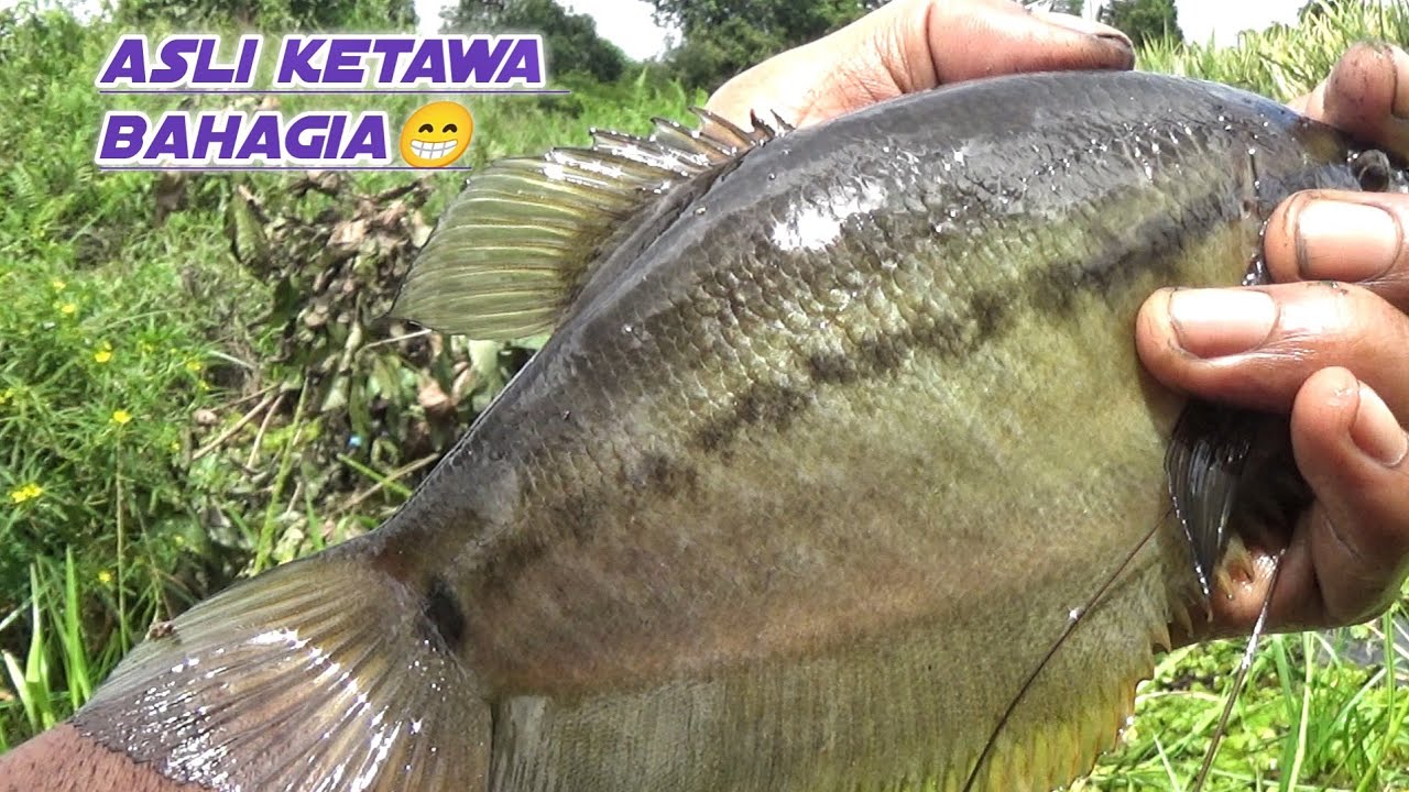 MENUJU SPOT PAKAI PERAHU,ASLI STRIKE NYA MELIMPAH,MANCING BETOK DAN SEPAT SIAM