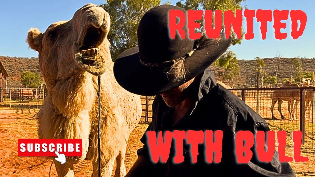 Return to Alice Springs, riding Bull the camel