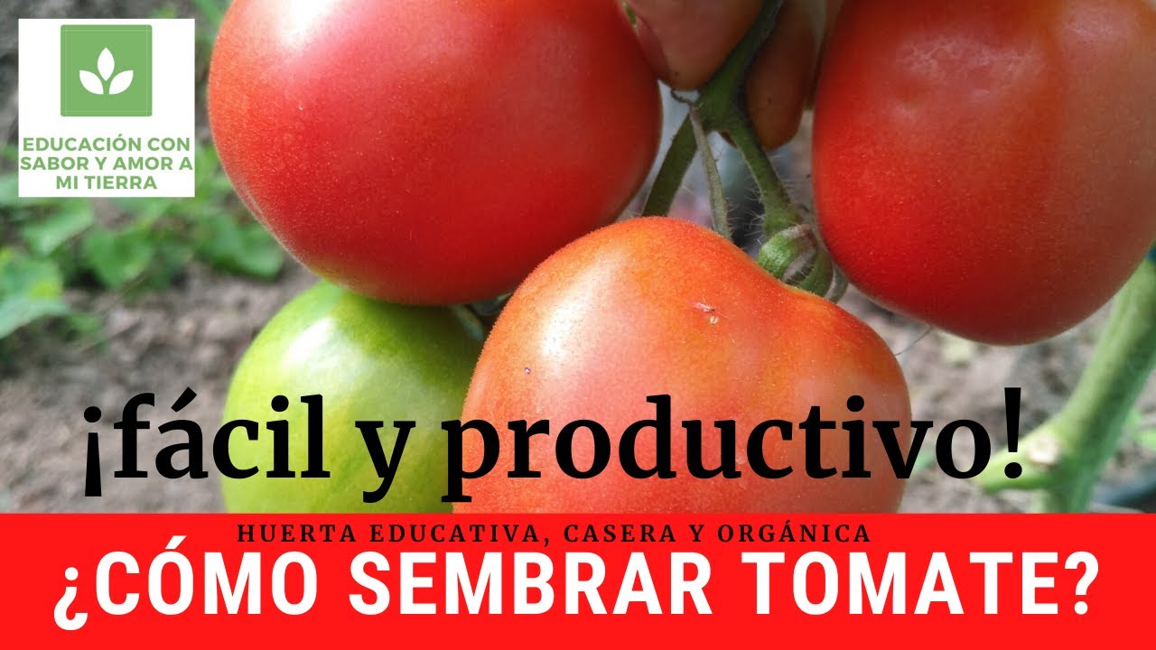 ¿CÓMO SEMBRAR TOMATE? DE FORMA FÁCIL Y PRODUCTIVA EN LA HUERTA CASERA Y ORGÁNICA