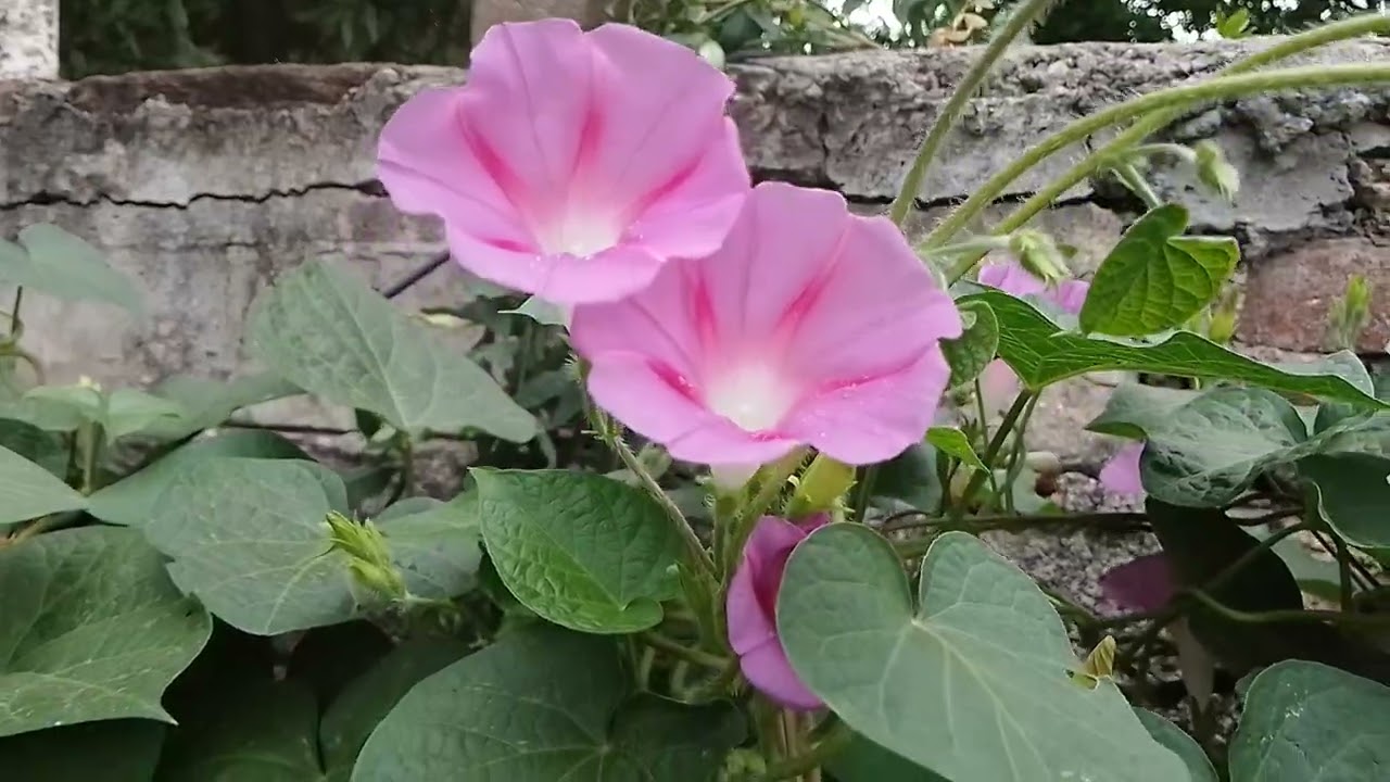 My Creepers and Climbers day by day / Day 29 - Cloudy