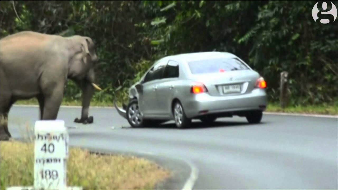 Horny elephant tries to mount cars in Thailand