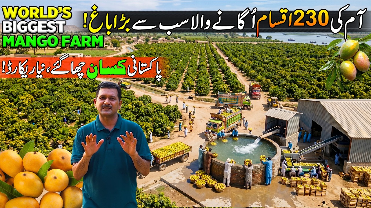 This is World Biggest Mango Farm in Pakistan | 230 World Famous Types of Mangoes | Discover Pakistan