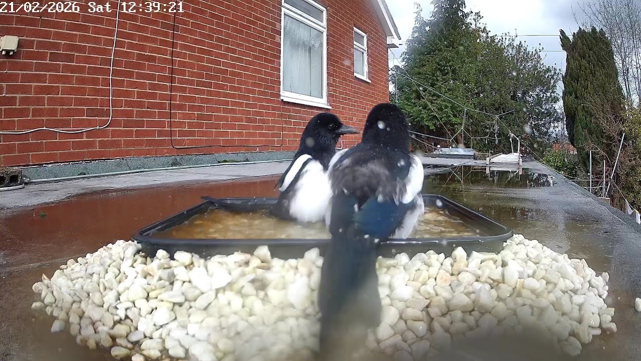 Magpies bathing, 21st February 2026
