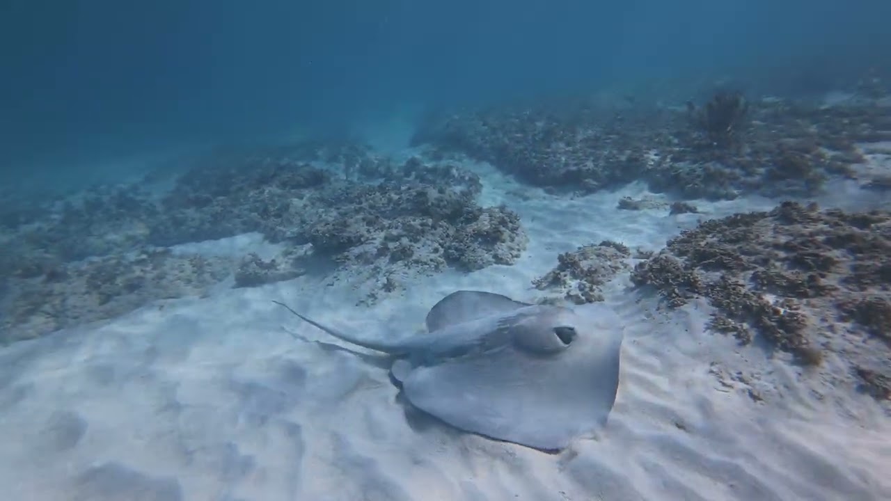 Sneaking up on a Chupare Ray