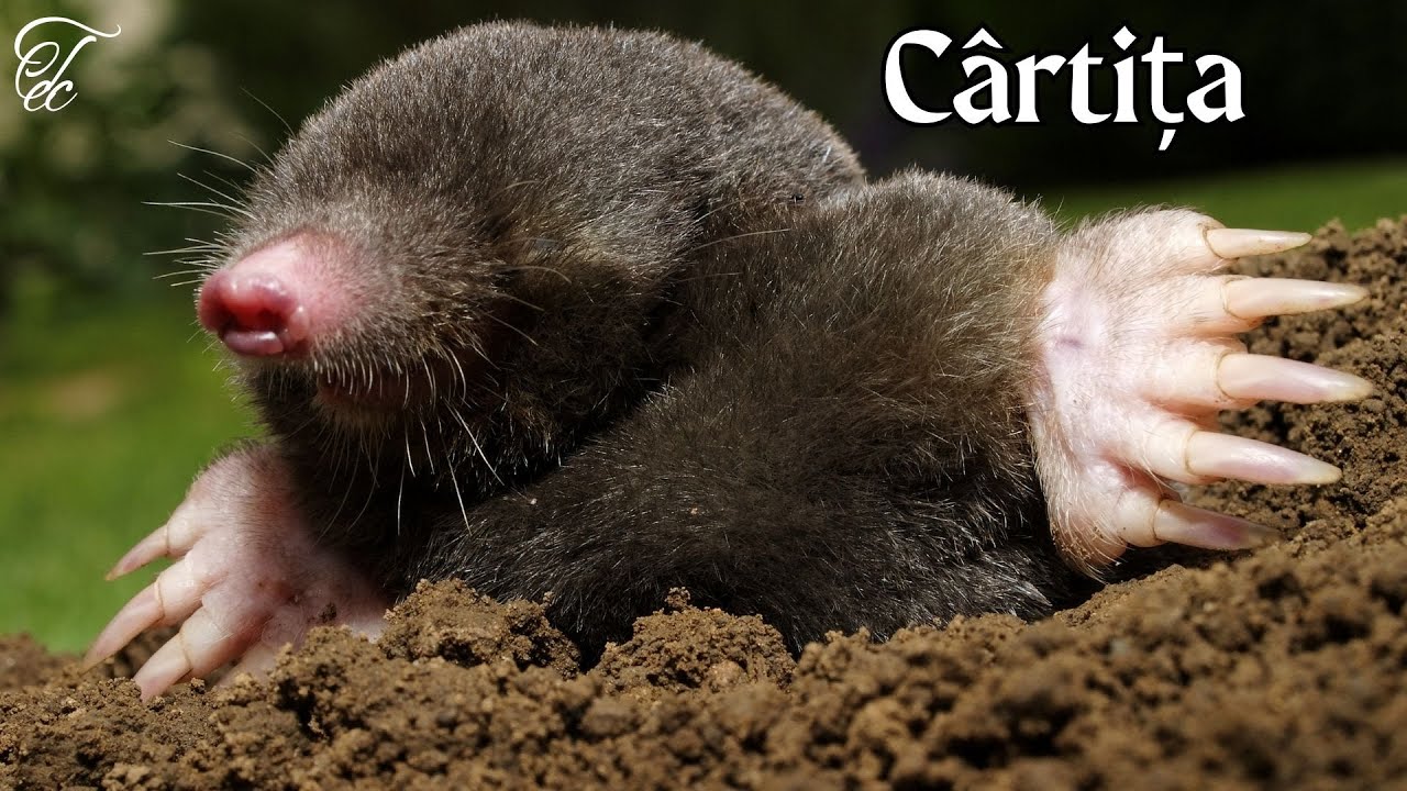 #Cârtița - Secrete uimitoare din lumea de sub noi - #FAUNA ROMANIEI -  Ep 78