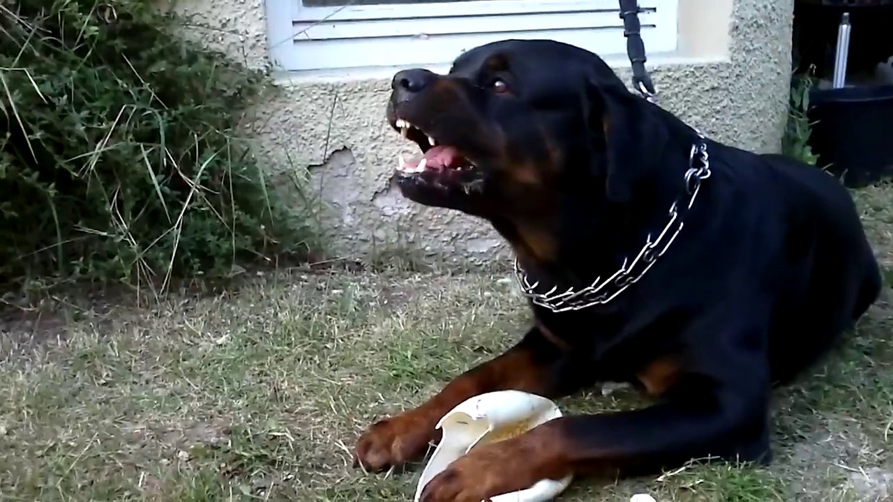 Cel mai rau c&acirc;ine din lume