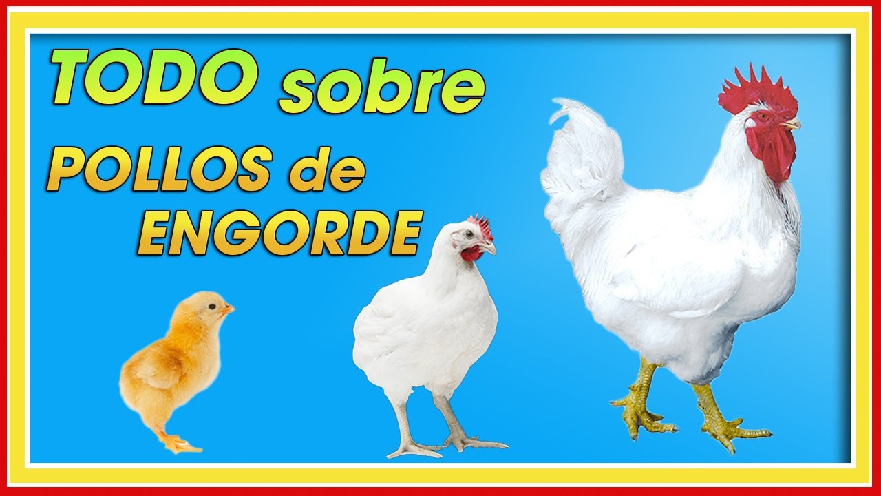 POLLOS de ENGORDE TODO sobre su MANEJO ǀ Ing. Jannin Hernández Blandón