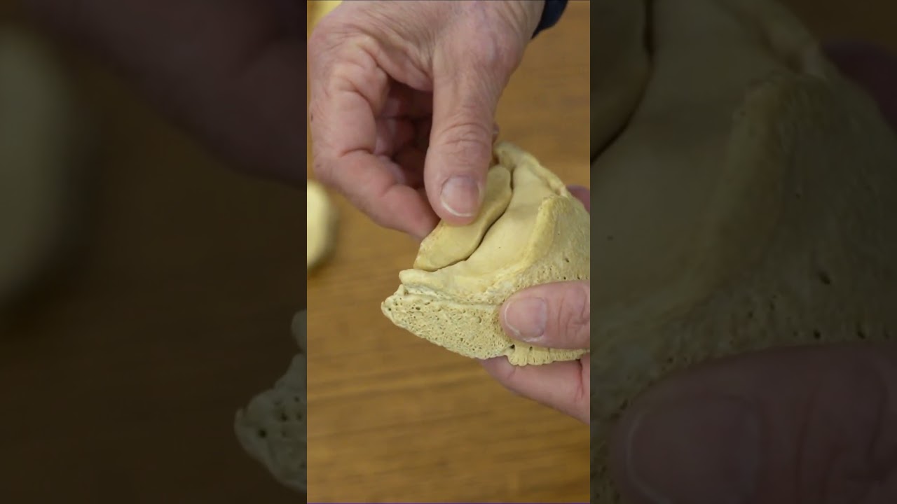 Navicular Disease Hoof in Horse vs Normal Hoof