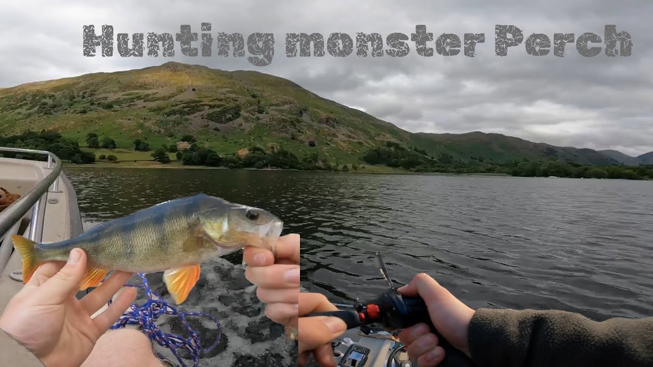 Chasing monster perch on Ullswater