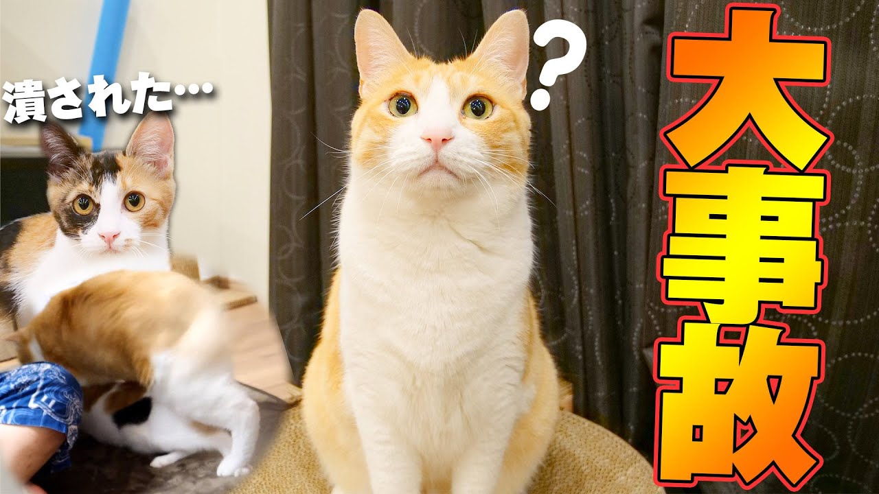 【事故】ベルちゃんがロビンに踏み潰されました…