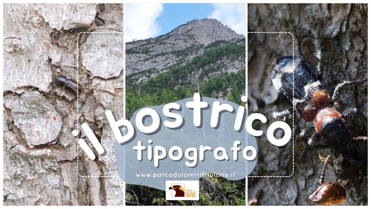 Il Bostrico Tipografo di Marco Favalli
