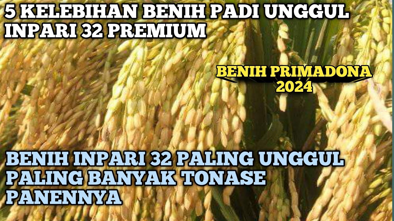 5 KELEBIHAN BENIH PADI UNGGUL INPARI 32 PREMIUM BENIH IDOLA PETANI TAHUN 2024 KOKOH ANAKAN BANYAK