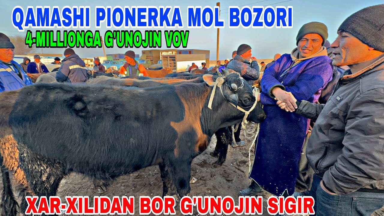 13-MART QAMASHI PIONERKA MOL BOZORIDAN  G’UNOJIN, KUCHAT BOQMA BUQA NARXLARI 2026