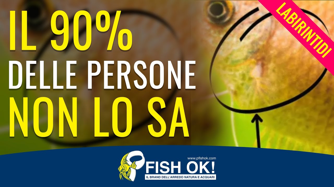 🌬️🐟 Il 90% delle persone non lo sa..Labirintidi: Lo sapevi che #1
