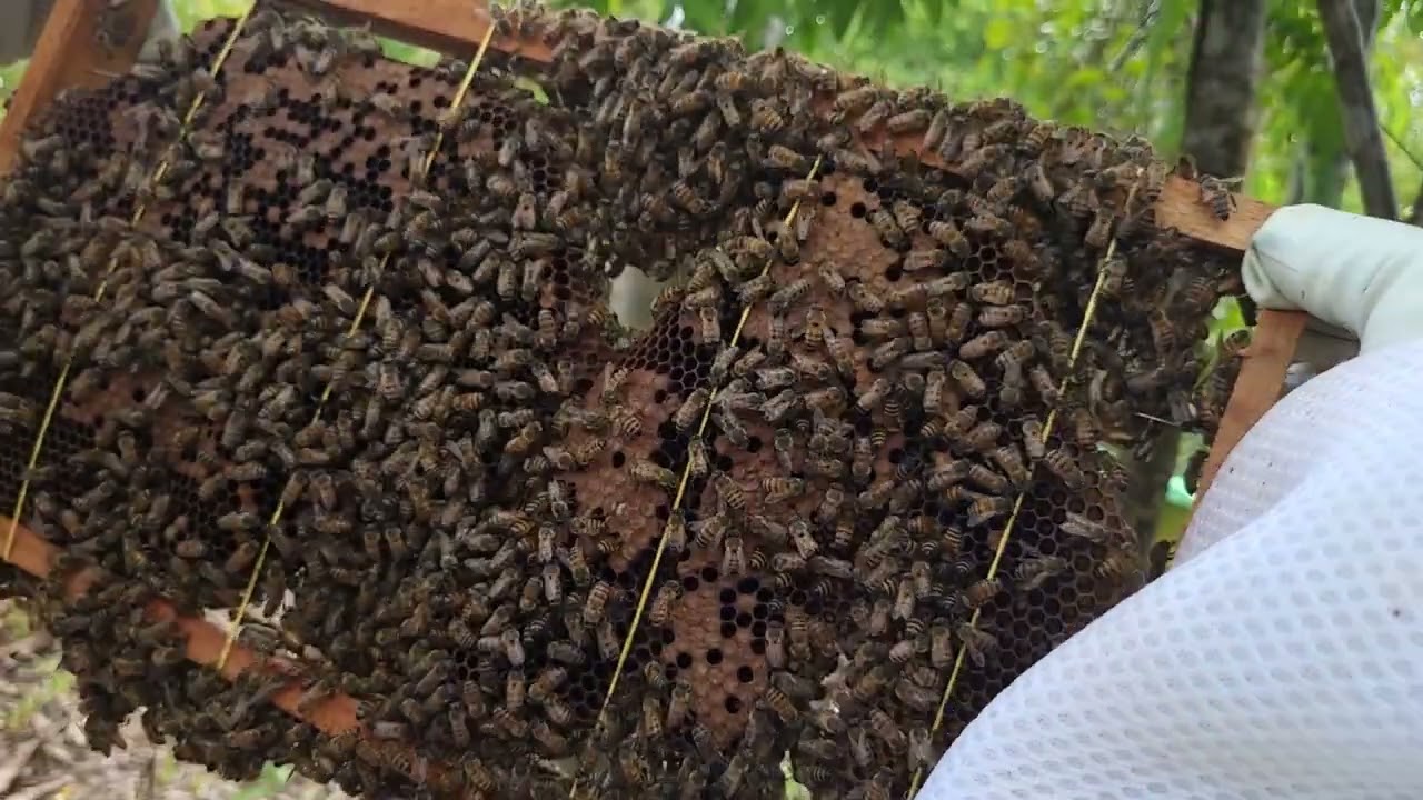 o que fazer depois do resgate/ captura de abelha apis🐝🍄