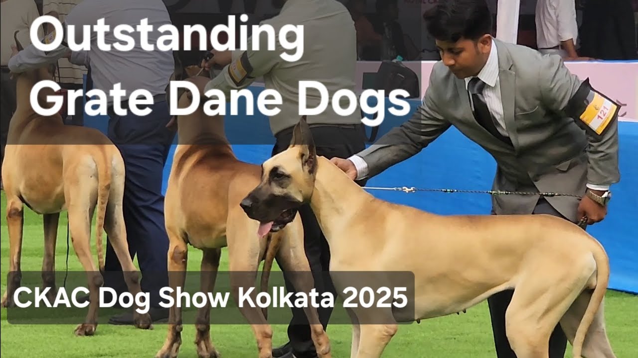 Outstanding Grate Dane Dogs || Highlights || CKAC Dog Show Kolkata 2025