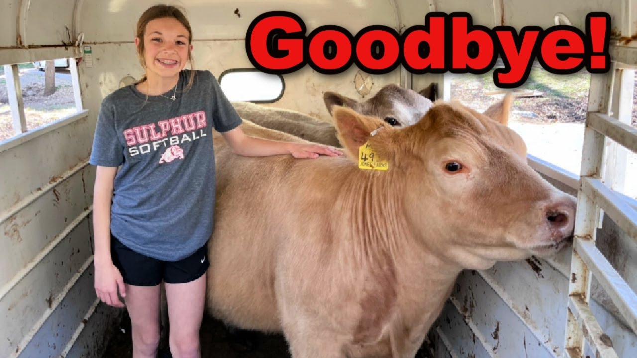 Saying Goodbye to the Heifers