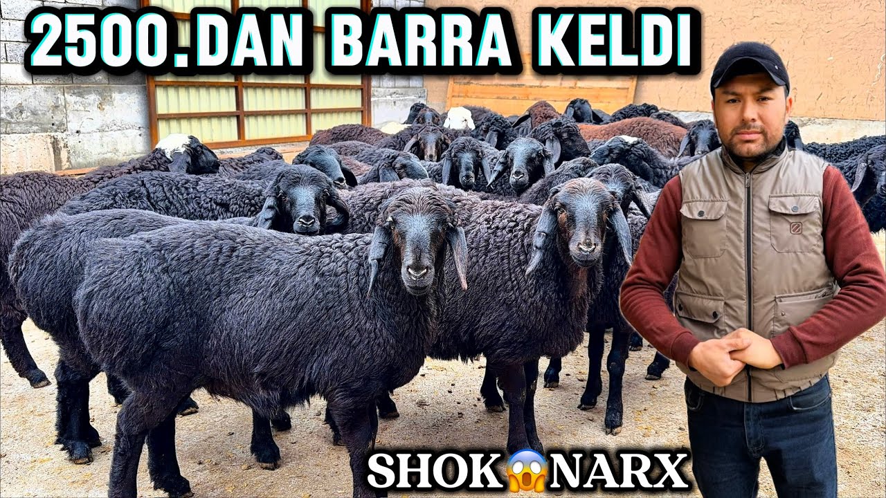 BARRA SEZON BOSHLANDI ULGIRIB QOLING SHOK 😱 NARX
