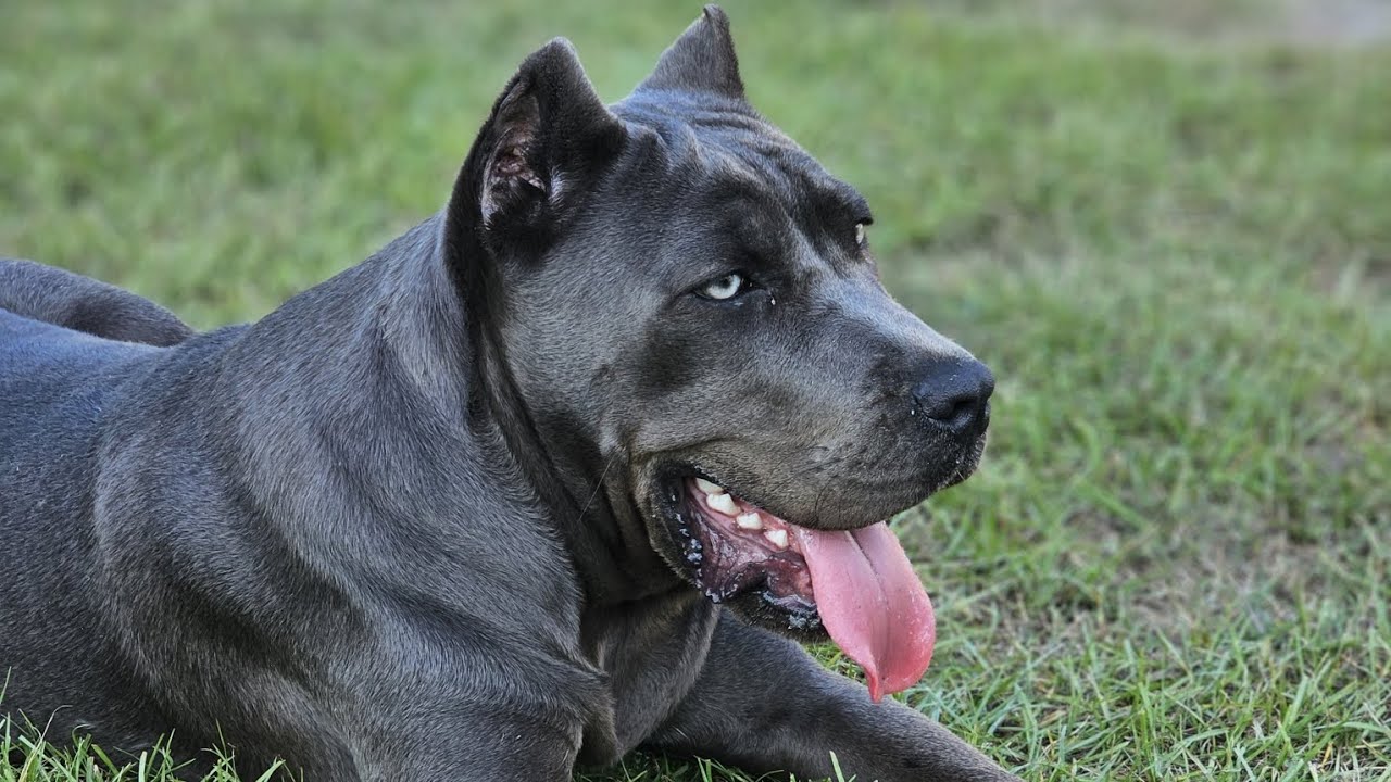 6 month old Cane Corso