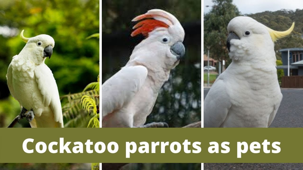 Cockatoo parrot || Cockatoo parrots as pets || 10 Top Pet Cockatoo Species || cockatoo parrot funny