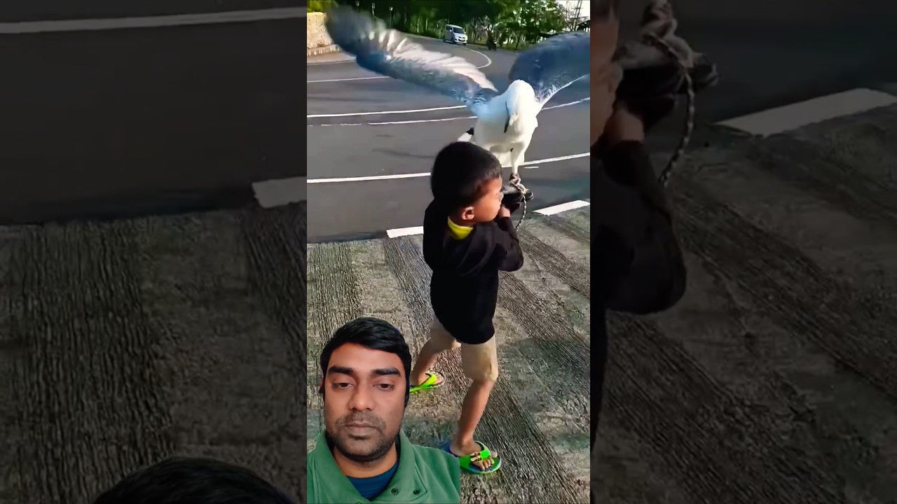 चील को बुलाते हुए नन्हा बच्चा 😲🦅 | Child Calling Eagle Amazing Moment