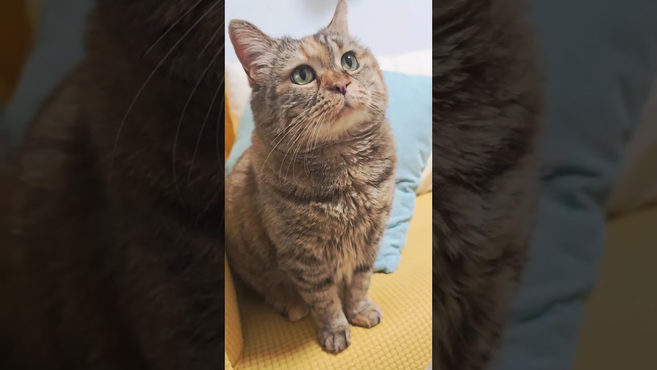 The principle of the cat's paw has failed! #meow #ねこ #고양이 #貓 #miau #katze #gato #Кошка #Kedi