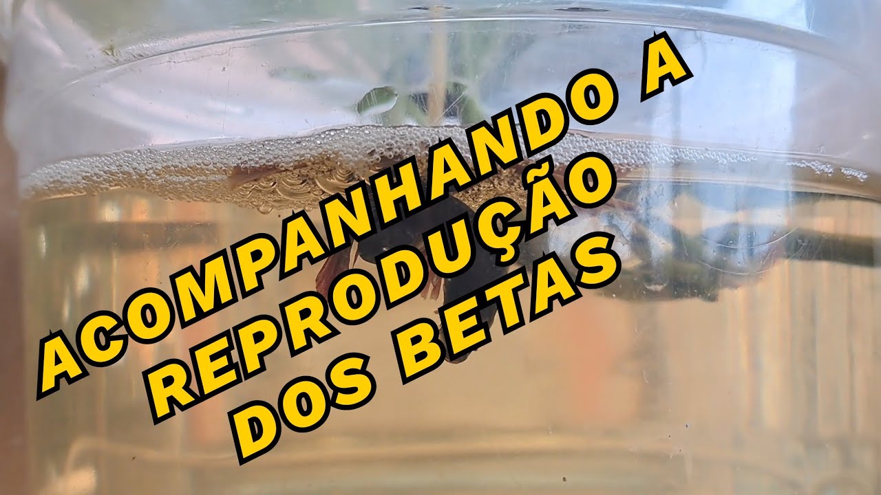 ACOMPANHANDO A REPRODUÇÃO DOS PEIXES BETAS.