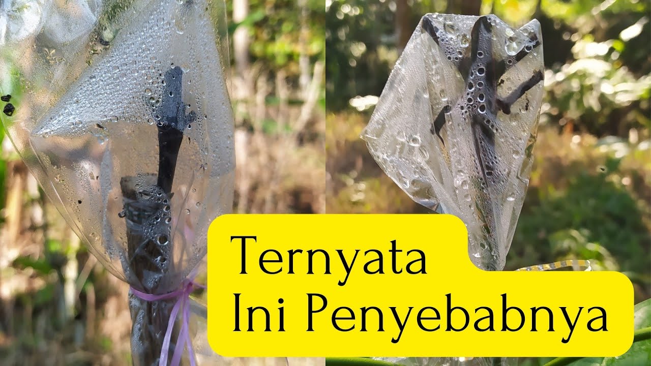 penyebab gagal pada sambungan kopi | gagal stek gara gara ini