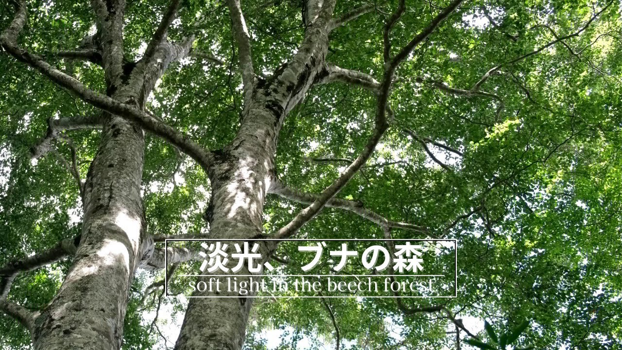 【三頭山】淡光、ブナの森｜soft light in the beech forest｜Chill Mountain Walk｜静けさ・森・ブナ林
